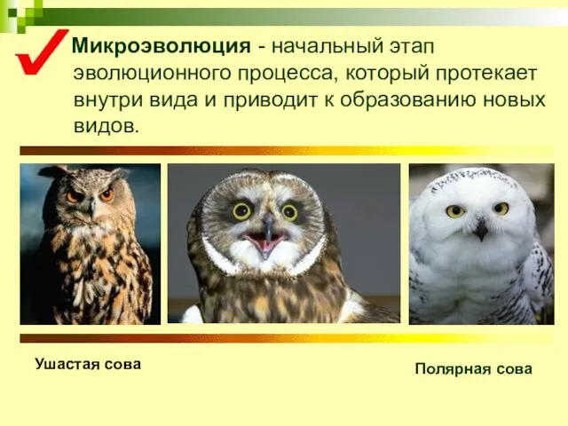 Микроэволюция - начальный этап эволюционного процесса, который протекает внутри вида и приводит