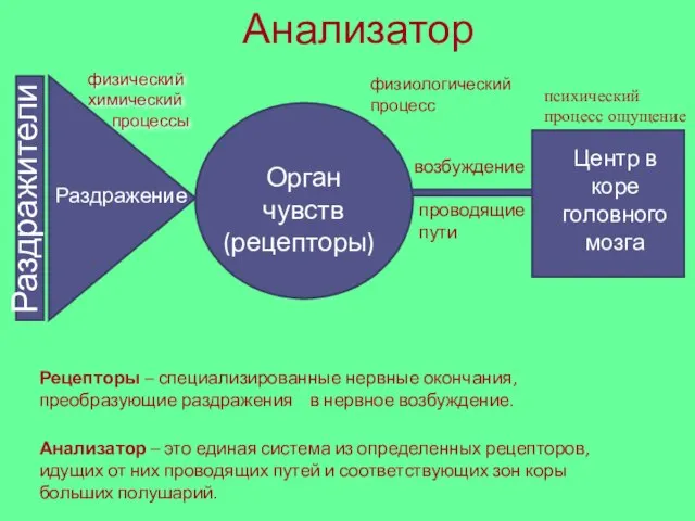 Анализатор Раздражители Раздражение физический химический процессы Орган чувств (рецепторы) физиологический процесс возбуждение