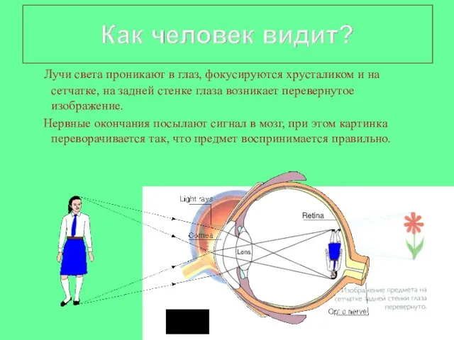 Лучи света проникают в глаз, фокусируются хрусталиком и на сетчатке, на задней