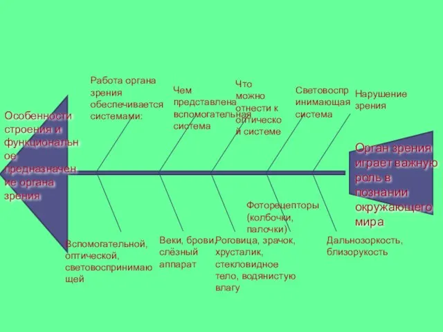 Особенности строения и функциональное предназначение органа зрения Работа органа зрения обеспечивается системами: