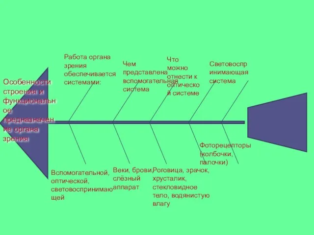 Особенности строения и функциональное предназначение органа зрения Работа органа зрения обеспечивается системами: