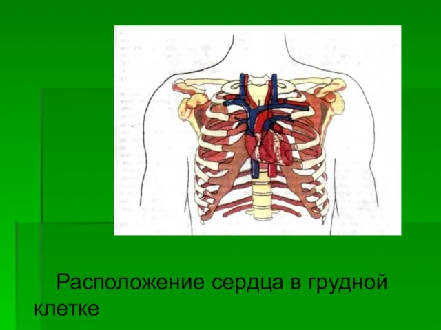 Расположение сердца в грудной клетке