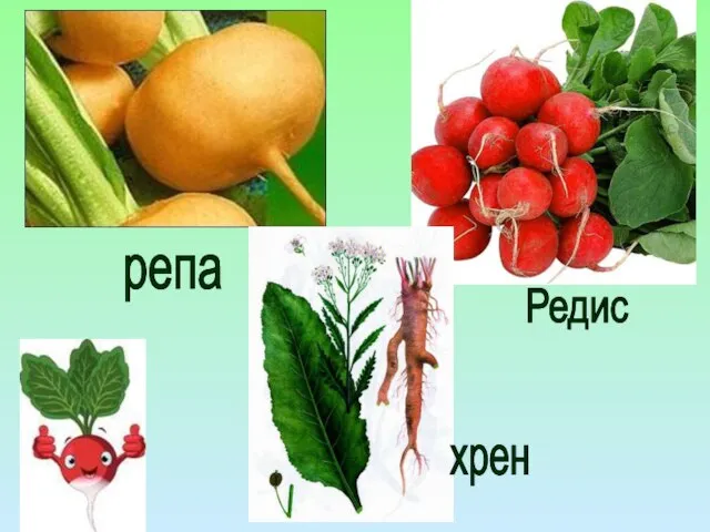 Редис репа хрен