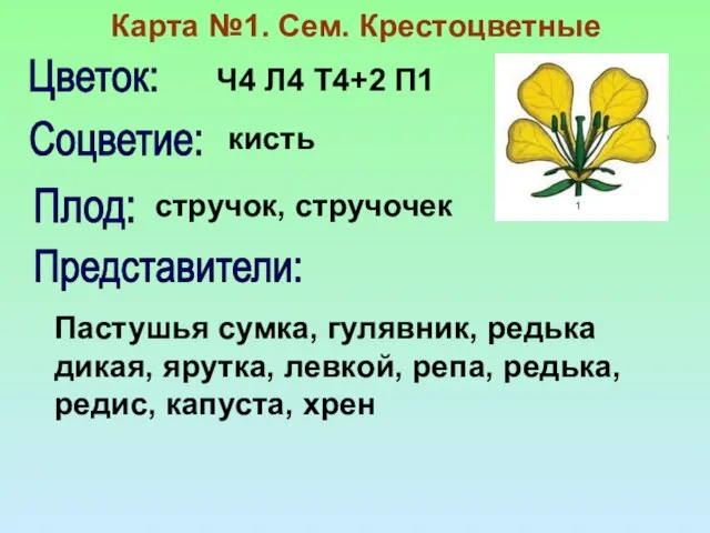 Карта №1. Сем. Крестоцветные Ч4 Л4 Т4+2 П1 Цветок: Соцветие: кисть Плод: