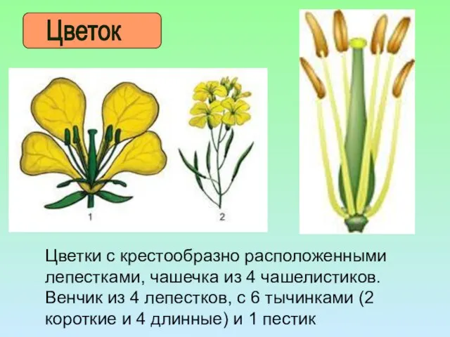 Цветок Цветки с крестообразно расположенными лепестками, чашечка из 4 чашелистиков. Венчик из