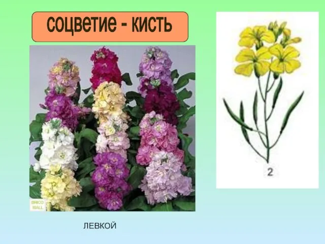 соцветие - кисть ЛЕВКОЙ