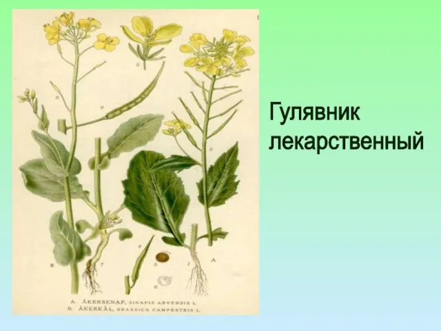 Гулявник лекарственный