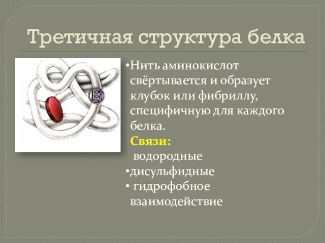 Третичная структура белка Нить аминокислот свёртывается и образует клубок или фибриллу, специфичную