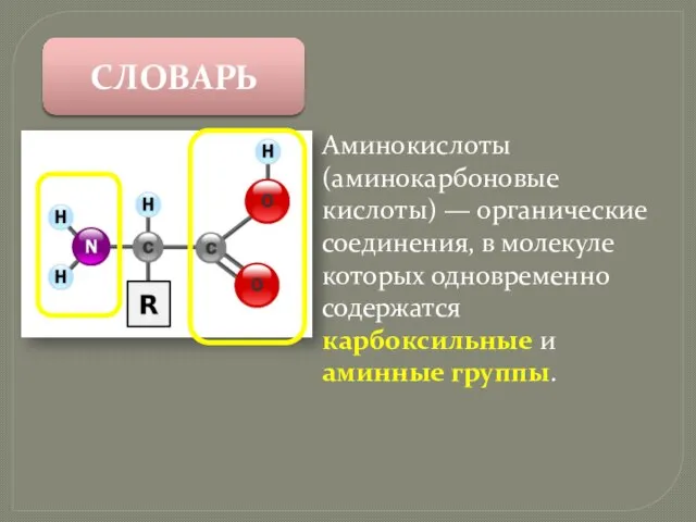 СЛОВАРЬ Аминокислоты (аминокарбоновые кислоты) — органические соединения, в молекуле которых одновременно содержатся карбоксильные и аминные группы.