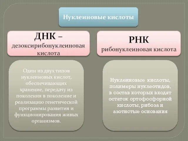 Нуклеиновые кислоты ДНК – дезоксирибонуклеиновая кислота РНК рибонуклеиновая кислота Один из двух