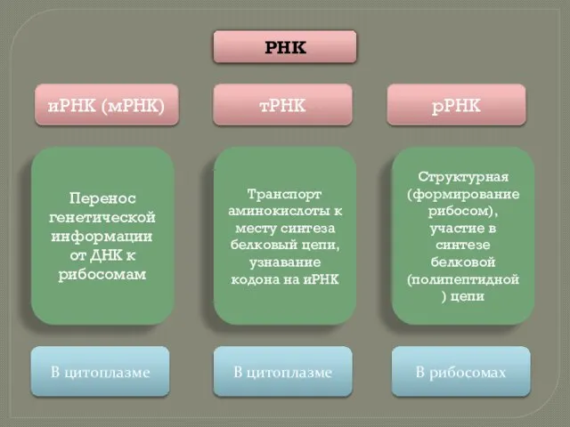 иРНК (мРНК) тРНК рРНК РНК Перенос генетической информации от ДНК к рибосомам