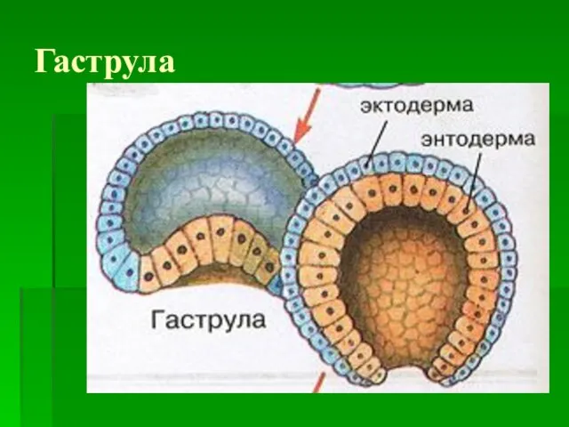 Гаструла