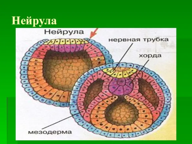 Нейрула