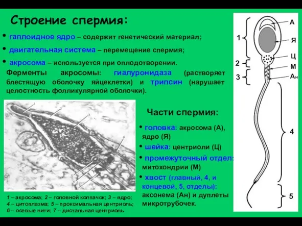 Строение спермия: гаплоидное ядро – содержит генетический материал; двигательная система – перемещение