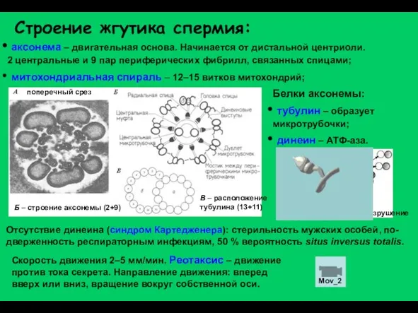 Строение жгутика спермия: аксонема – двигательная основа. Начинается от дистальной центриоли. 2