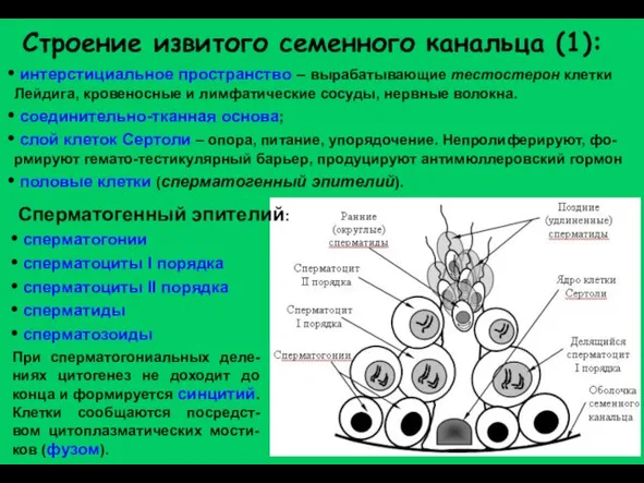 Строение извитого семенного канальца (1): интерстициальное пространство – вырабатывающие тестостерон клетки Лейдига,