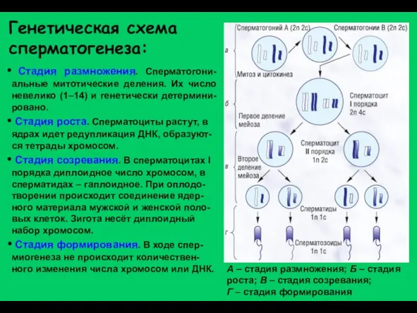 Генетическая схема сперматогенеза: А – стадия размножения; Б – стадия роста; В