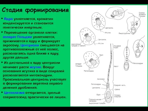 Стадия формирования Ядро уплотняется, хроматин конденсируется и становится генетически инертным. Перемещение органелл