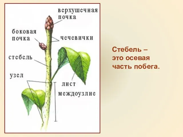 Стебель – это осевая часть побега.