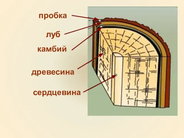 сердцевина древесина камбий луб пробка луб