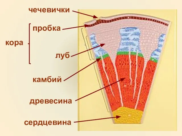 кора чечевички пробка луб древесина камбий сердцевина