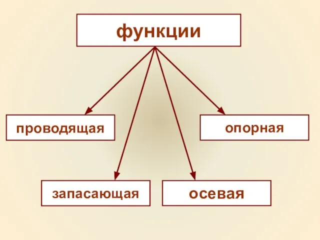 функции проводящая запасающая опорная осевая