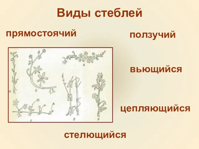 Виды стеблей прямостоячий ползучий вьющийся стелющийся цепляющийся