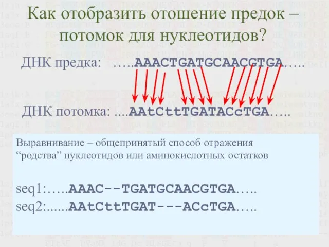 Как отобразить отошение предок – потомок для нуклеотидов? Выравнивание – общепринятый способ