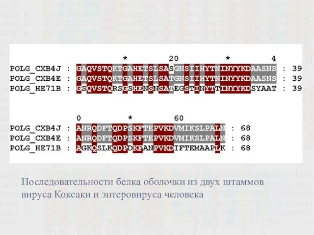 .. Последовательности белка оболочки из двух штаммов вируса Коксаки и энтеровируса человека