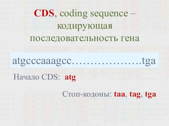 CDS, coding sequence – кодирующая последовательность гена atgcccaaagcc……………….tga Начало CDS: atg Стоп-кодоны: taa, tag, tga