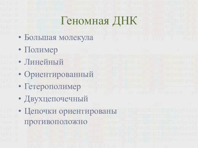 Геномная ДНК Большая молекула Полимер Линейный Ориентированный Гетерополимер Двухцепочечный Цепочки ориентированы противоположно