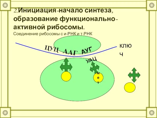 2.Инициация-начало синтеза, образование функционально-активной рибосомы. Соединение рибосомы с и-РНК и т-РНК АУГ