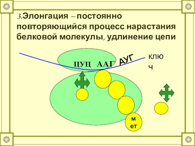 3.Элонгация – постоянно повторяющийся процесс нарастания белковой молекулы, удлинение цепи АУГ ЦУЦ ААГ ключ мет