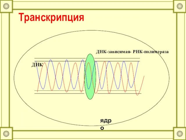 Транскрипция ДНК ДНК-зависимая- РНК-полимераза ядро