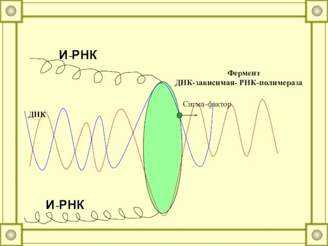 И-РНК И-РНК Фермент ДНК-зависимая- РНК-полимераза ДНК Сигма-фактор