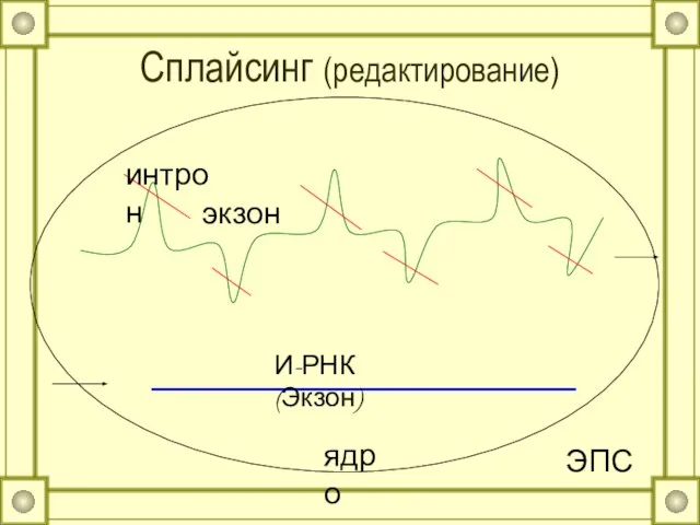 Сплайсинг (редактирование) экзон интрон И-РНК (Экзон) ЭПС ядро