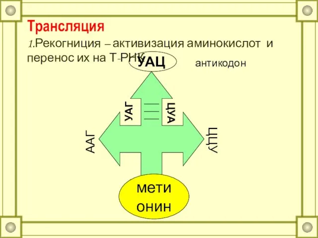 Трансляция 1.Рекогниция – активизация аминокислот и перенос их на Т-РНК метионин ЦЦУ