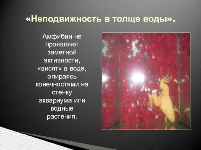 «Неподвижность в толще воды». Амфибии не проявляют заметной активности, «висят» в воде,