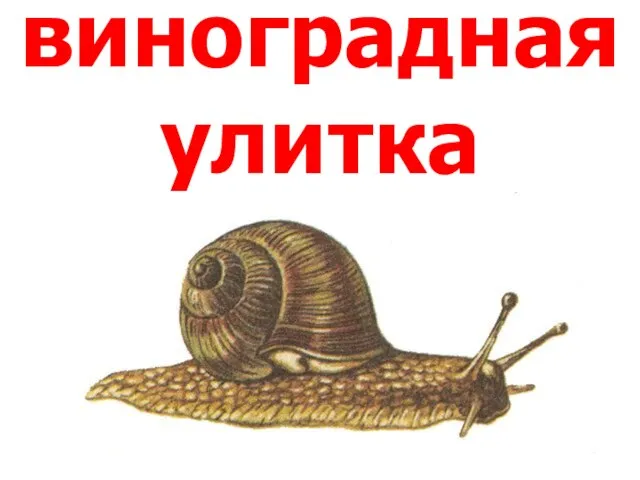 виноградная улитка