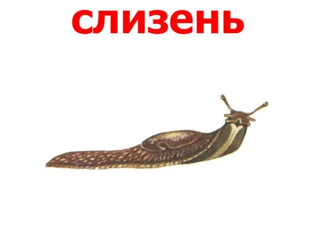 слизень