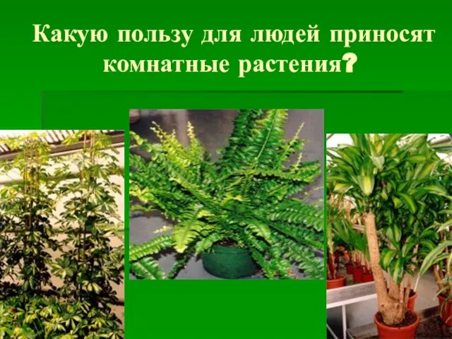 Какую пользу для людей приносят комнатные растения?