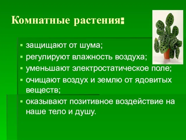 Комнатные растения: защищают от шума; регулируют влажность воздуха; уменьшают электростатическое поле; очищают