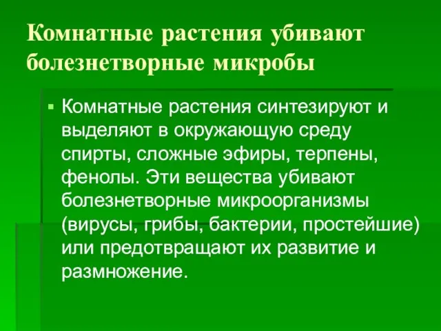 Комнатные растения убивают болезнетворные микробы Комнатные растения синтезируют и выделяют в окружающую