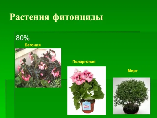 Растения фитонциды 80% Бегония Пеларгония Мирт