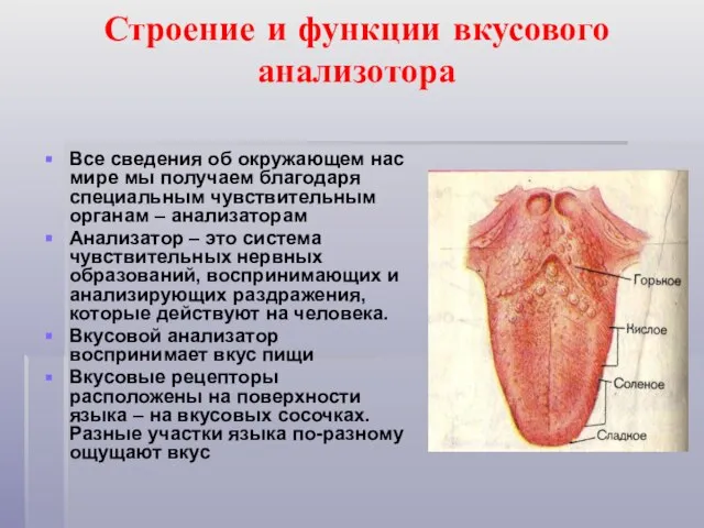 Строение и функции вкусового анализотора Все сведения об окружающем нас мире мы