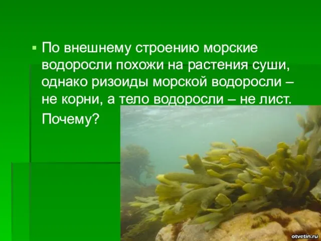 По внешнему строению морские водоросли похожи на растения суши, однако ризоиды морской