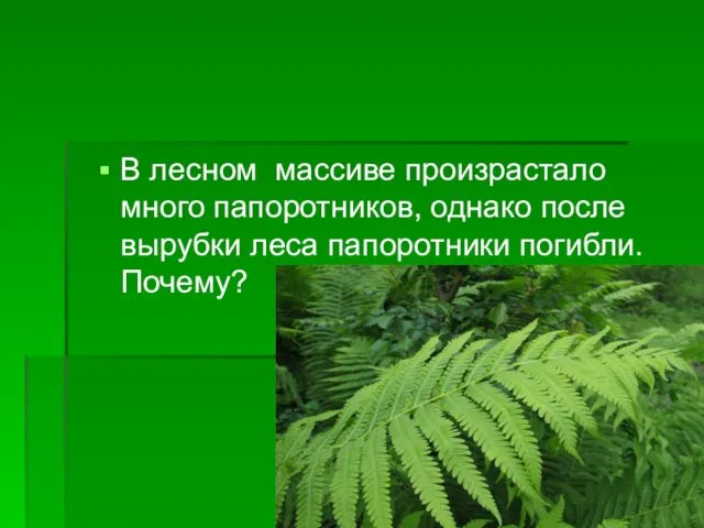 В лесном массиве произрастало много папоротников, однако после вырубки леса папоротники погибли. Почему?