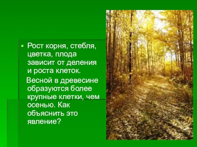 Рост корня, стебля, цветка, плода зависит от деления и роста клеток. Весной