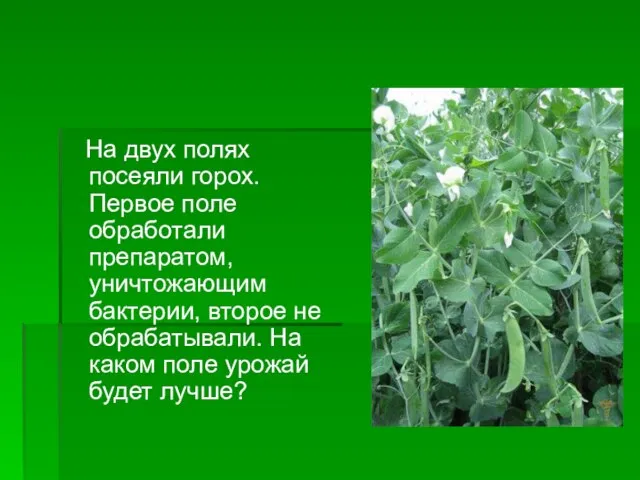 На двух полях посеяли горох. Первое поле обработали препаратом, уничтожающим бактерии, второе