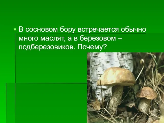 В сосновом бору встречается обычно много маслят, а в березовом – подберезовиков. Почему?